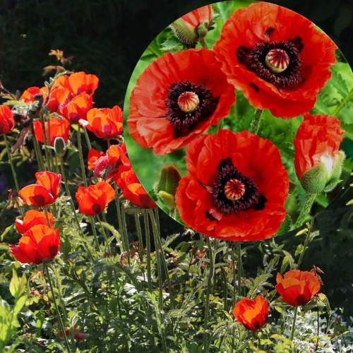 Papaver orientale 'Rembrandt' - Idamagun 'Rembrandt' P9/0,55L 